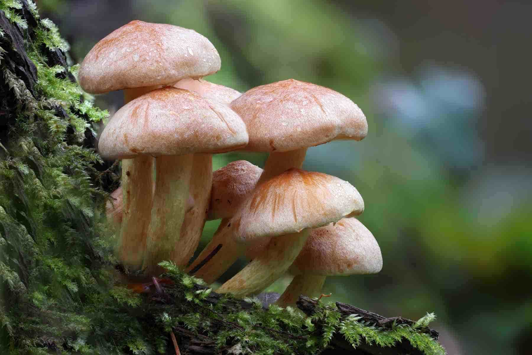 Corso formativo di preparazione ed esame per il rilascio dell' idoneità alla vendita per gli esercenti il commercio di funghi epigei freschi spontenai