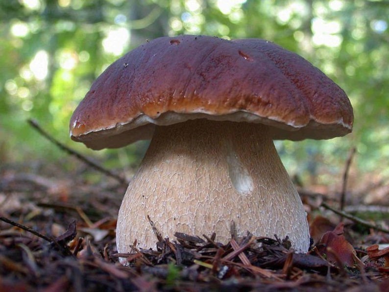 Attività dell’Ispettorato Micologico rivolta alla popolazione